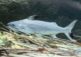 Lince Catfish