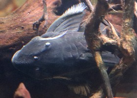 Colombian Blue-eyed Panaque