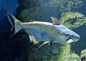 Giant Pangasius Catfish