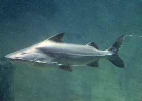 Piraiba Catfish