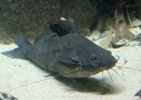 Sailfin Pimeloid Catfish