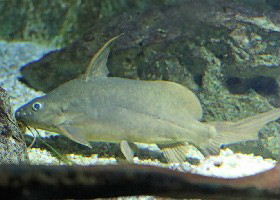 Nile Squeaker Catfish