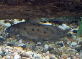 Ocellated Squeaker Catfish