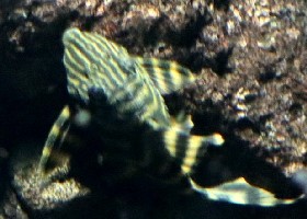 Tiger Panaqolus