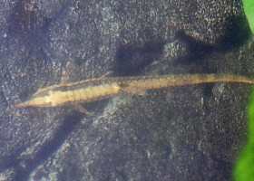 Vittata Twig Catfish