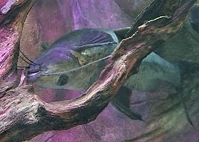 Blotched Upsidedown Catfish
