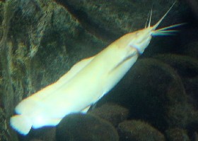 Asian Walking Catfish