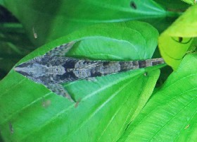Giant Whiptail Catfish