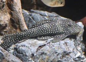 White-spotted Moon Pleco