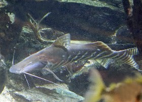 Barred Sorubim Catfish