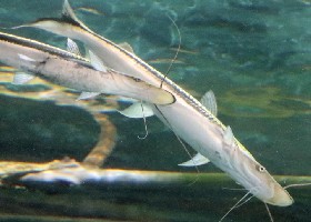 Duckbill or Lima Shovelnose Catfish