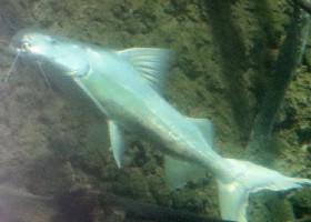 Gilded Catfish