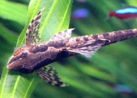 Red Lizard Catfish