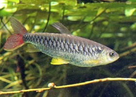 Yellow-finned Chalceus