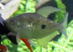 Rainbow Characin Sabaleta