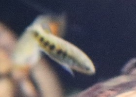 Bold Characodon