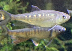 Formosan Pale Chub