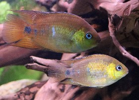 Yellow Convict Cichlid