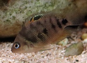 Yellow Convict Cichlid