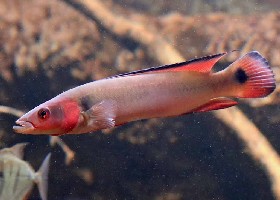 Atabo Red Pike Cichlid