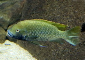 Yellowfin Barombi cichlid Coptodon kottae