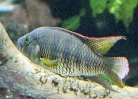 Bates cichlid