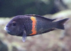 Blunthead Tropheus Cichlid