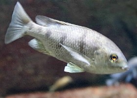 Chambo tilapia male