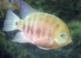 Chisel-toothed Cichlid