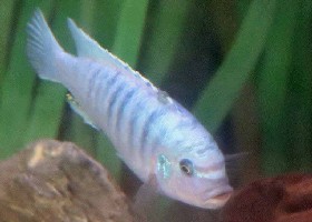Lake Malawi Cobalt Blue Zebra Cichlid