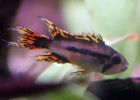Cockatoo Dwarf cichlid