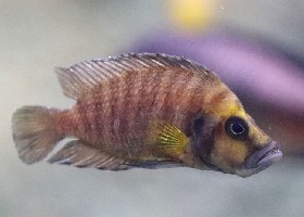 Compressed Cichlid