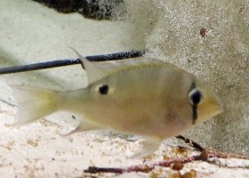 Cupid Green-streaked Eartheater