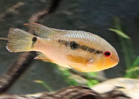 Dwarf Flag Acara Cichlid