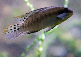 Enigmatochromis lucanusi cichlid Guinea