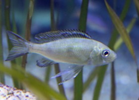 Featherfin Cichlid