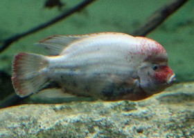 Fenestratus Cichlid