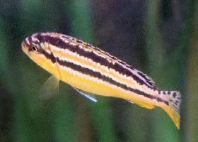 Golden Cichlid fish Malawi