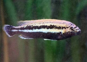 Golden Cichlid fish Malawi