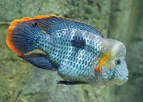 Green Terror Cichlid