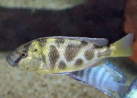 Giraffe Hap Cichlid