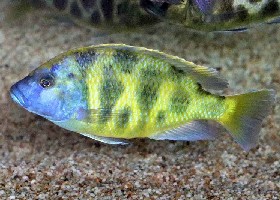 Giraffe Hap Cichlid