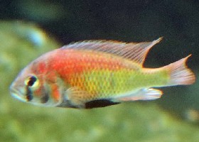 Hippo Point Salmon Cichlid