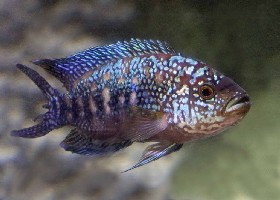 Jack Dempsey Cichlid