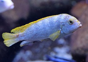 Perlmutt cichlid