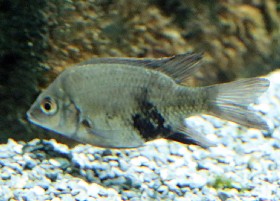 Malagasy Loiselles Cichlid