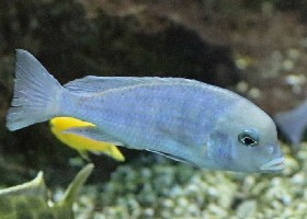 Malawi Blue Dolphin cichlid