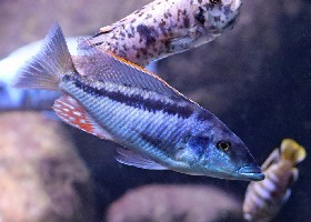 Malawi Gar