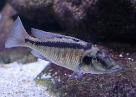 Malawi Gar