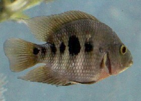 Midas cichlid female